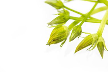 Beyaz arka planda işlenmemiş kabak çiçeği tomurcukları. Verimsiz çiçeklerin fazla tomurcukları daha iyi meyve vermesi için bitkilerden alınır.