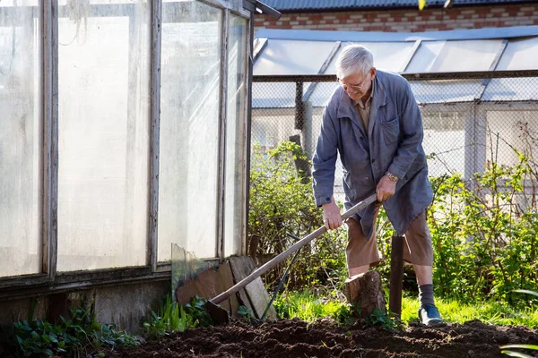 Старший Садовник Европеец Сажает Картошку Поместил Растения Почву Покрыл Почвой — стоковое фото
