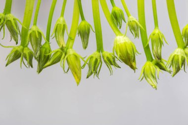 Beyaz arka planda işlenmemiş kabak çiçeği tomurcukları. Verimsiz çiçeklerin fazla tomurcukları daha iyi meyve vermesi için bitkilerden alınır.