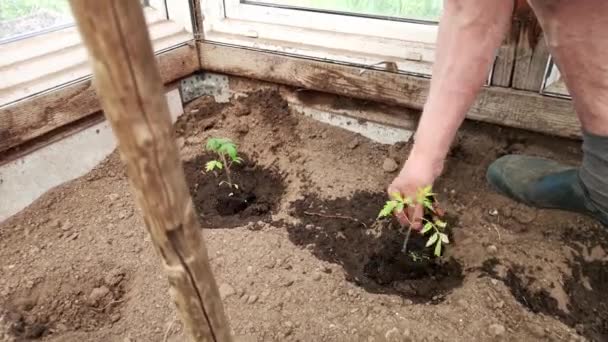 一位年事已高的园丁从临时盆栽中取出番茄幼苗 移植到温室里的一个永久位置 — 图库视频影像