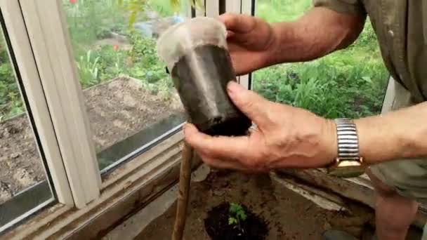 Äldre Trädgårdsmästare Tar Bort Tomatplantor Från Tillfällig Kruka Och Transplantationer — Stockvideo