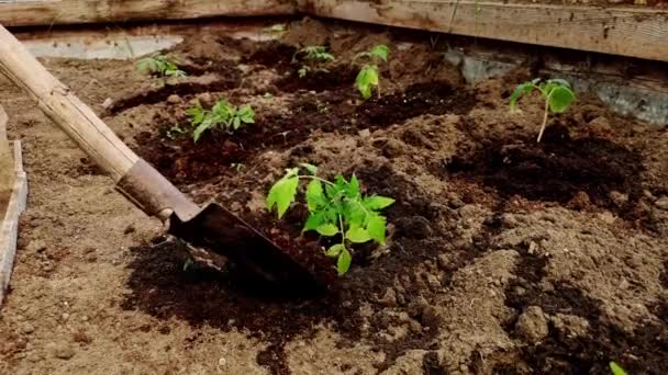 Ένα Φτυάρι Ρίχνει Χούμο Τρύπες Σπορόφυτα Ντομάτας Ένα Θερμοκήπιο Κοντινό — Αρχείο Βίντεο