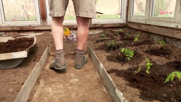 Tuinman Giet Humus Gaten Met Tomatenzaailingen Kas — Stockvideo