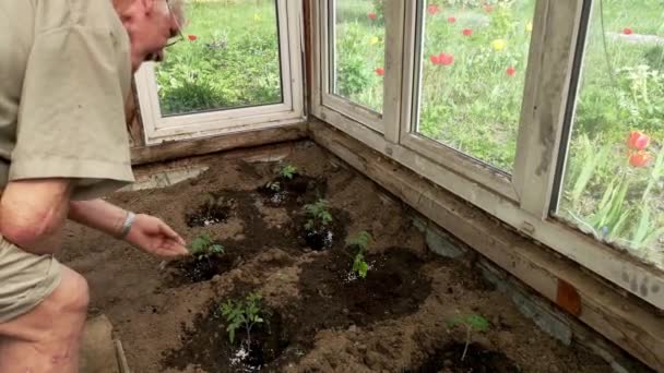 Jardinero Vierte Fertilizante Granular Agujero Con Plántulas Tomate Invernadero — Vídeos de Stock