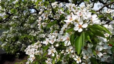 İlkbaharda rüzgarda sallanan beyaz elma veya armut çiçeklerinin yakın plan görüntüsü, seçici odak ve sığ alan derinliği. Beyaz narin çiçekleri olan bir ağaç dalı. Bahar çiçeği kavramı.