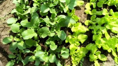 Serada erken yetişen turplar ve salata. Daha fazla vitamin kullanımı için sulu taze turp yatakları