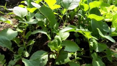 Serada erken yetişen turplar ve salata. Daha fazla vitamin kullanımı için sulu taze turp yatakları