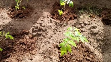 Domates tohumları. Serada domates yetiştiriyor..