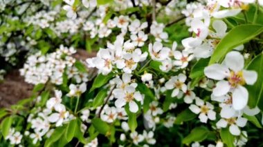 İlkbaharda rüzgarda sallanan beyaz elma veya armut çiçeklerinin yakın plan görüntüsü, seçici odak ve sığ alan derinliği. Beyaz narin çiçekleri olan bir ağaç dalı. Bahar çiçeği kavramı.