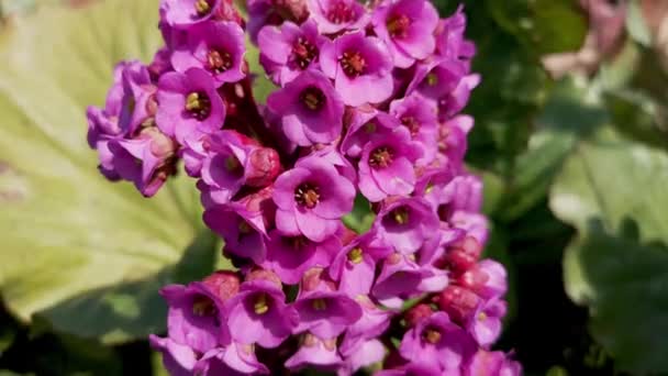 Close Zicht Paarse Bloemen Tegen Achtergrond Van Enorme Groene Bladeren — Stockvideo