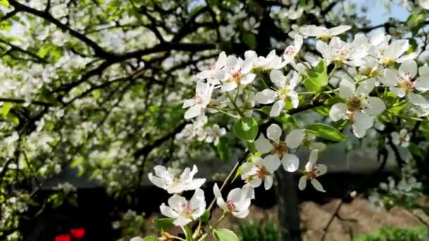 Vista Perto Flores Brancas Maçã Pêra Balançando Vento Primavera Foco — Vídeo de Stock