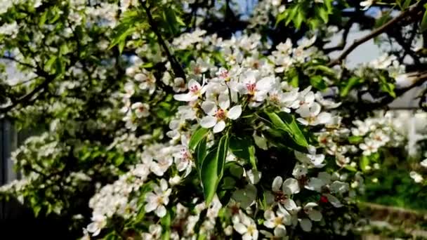 Lkbaharda Rüzgarda Sallanan Beyaz Elma Veya Armut Çiçeklerinin Yakın Plan — Stok video