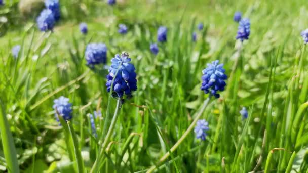 Widok Bliska Niebieskich Kwiatów Muscari Kołyszących Się Wietrze Wiosną Selektywne — Wideo stockowe
