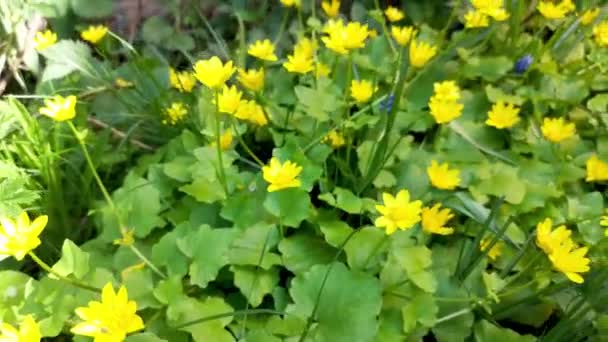 Vista Ravvicinata Brevi Fiori Gialli Ondeggianti Nel Vento Primavera Messa — Video Stock