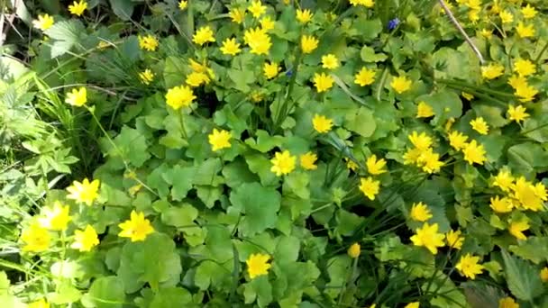 Close Widok Krótkich Żółtych Kwiatów Kołyszących Się Wietrze Wiosną Selektywne — Wideo stockowe