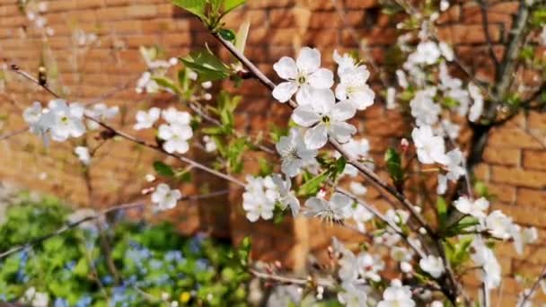 Close Zicht Witte Kersenbloemen Zwaaiend Wind Het Voorjaar Selectieve Focus — Stockvideo