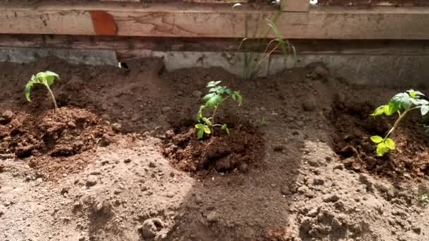 西红柿的种子 在温室里种植西红柿 — 图库视频影像