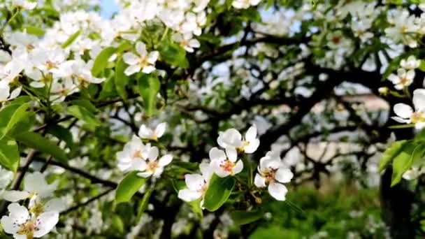 Lkbaharda Rüzgarda Sallanan Beyaz Elma Veya Armut Çiçeklerinin Yakın Plan — Stok video