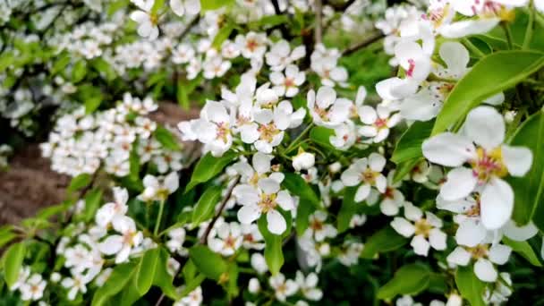 Vista Perto Flores Brancas Maçã Pêra Balançando Vento Primavera Foco — Vídeo de Stock