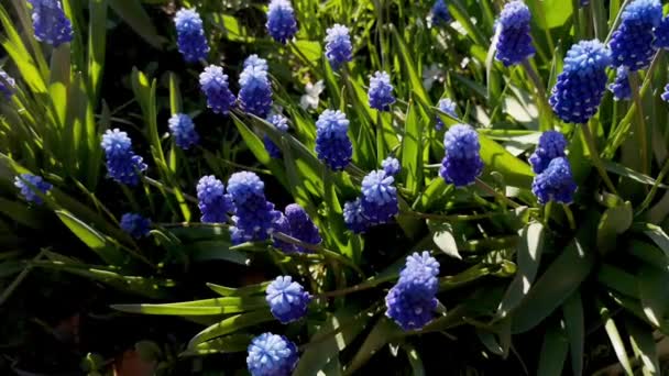 春の風に揺れる青いムスカリの花のクローズアップ 選択的焦点とフィールドの浅い深さ — ストック動画