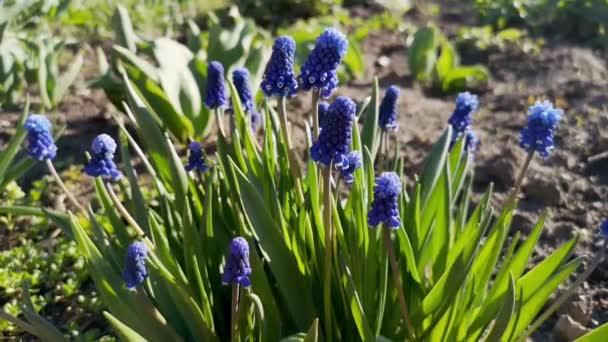 Närbild Blå Muscari Blommor Svajande Vinden Våren Selektivt Fokus Och — Stockvideo