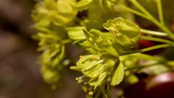 Sarı Çiçekli Bir Çalıya Yakın Plan Baharda Rüzgarda Sallanan Çiçekler — Stok video
