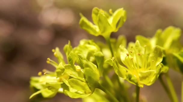Close Yellow Flowering Shrub Flowers Swaying Wind Spring Selective Focus — Stock Video