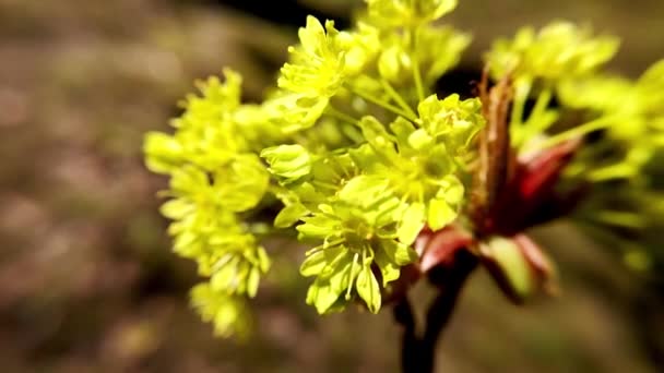 Close Een Gele Bloeiende Struik Bloemen Zwaaien Wind Het Voorjaar — Stockvideo