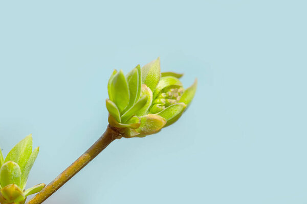 Lilac buds on a branch in early spring in March or April with sun exposure horizontal format with copy space. Photo of a reviving blossoming nature
