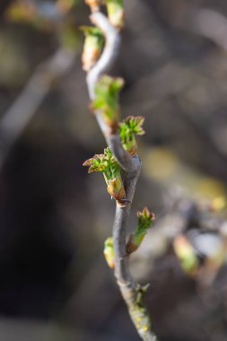 Güneşe karşı dikey formatta bulanık arka planda siyah frenk üzümlü taze yaprakların yakın görüntüsü. Yeniden canlanan bir doğanın fotoğrafı.