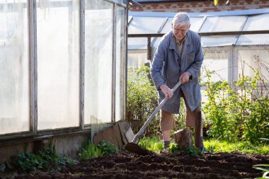 Beyaz tenli kıdemli bahçıvan patates ekiyor. Toprağa bitkiler ekti ve onları toprakla kapladı..
