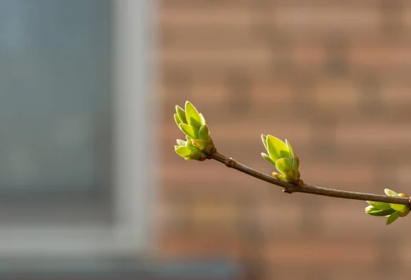 Lilac Pupeny Větvi Začátku Jara Březnu Nebo Dubnu Vystavení Slunci — Stock fotografie