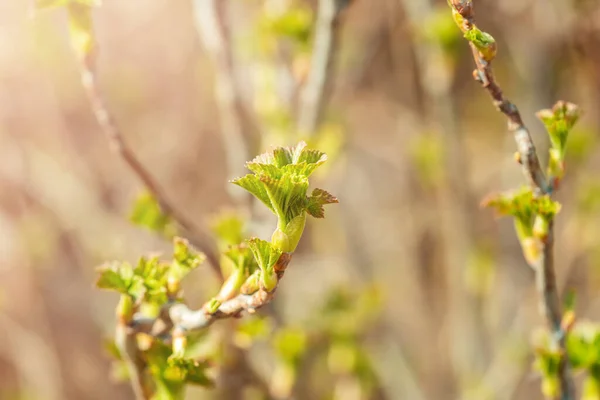 三月或四月农园背景春季 在醋栗枝上新长出新的绿芽 并以水平格式复制空间 正在复苏的大自然的照片 — 图库照片