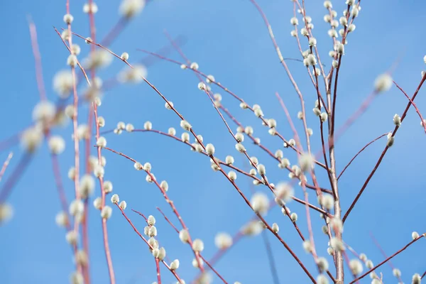 Fluffy Branches Pussy Willow Blossomed Spring Easter Background Blue Sky — Φωτογραφία Αρχείου