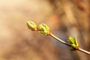 Mart ya da Nisan aylarında bir dalda eflatun tomurcuklanır ve fotokopi alanı ile birlikte güneşe maruz kalır. Yeniden canlanan bir doğanın fotoğrafı.