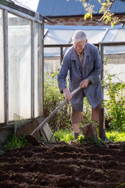 Beyaz tenli kıdemli bahçıvan patates ekiyor. Toprağa bitkiler ekti ve onları toprakla kapladı..