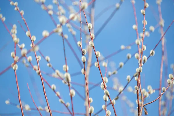 Fluffy Branches Pussy Willow Blossomed Spring Easter Background Blue Sky — 스톡 사진