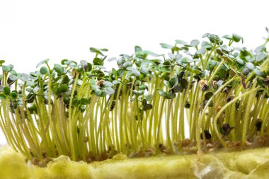 Beyaz arka planda izole edilmiş tohumlar için özel bir alt tabakada yetişen taze beyaz hardallı mikroyeşiller. Evde bahçıvanlık ve evde yeşillik yetiştirme kavramı. Sağlıklı yemek ve yaşam tarzı.