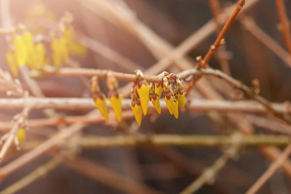 在一张模糊的背景水平照片上的灌木光秃秃的分枝的背景下 黄松的花蕾和花朵 — 图库照片