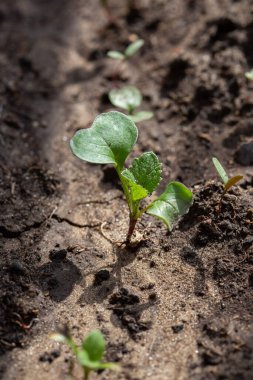 Turp ve marul tohumları serada bir bahçe yatağında dikey formatta.