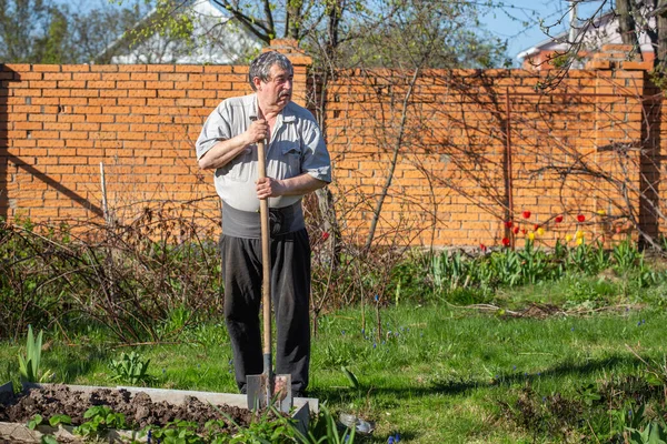 Старый Кавказский Мужчина Спинным Ремнем Выкапывает Картофельный Урожай Саду — стоковое фото