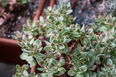 Farklı saksılarda çeşitli tropikal kaktüslerin ve sulu bitkilerin toplanması. Serada kaktüs saksısı