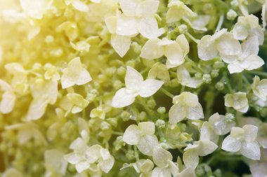 Yağmurdan sonra güzel beyaz ortanca çiçeklerine yakın çekim