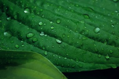 Yağmurdan sonra su damlaları ile güzel yeşil yaprak dokusu, kapat