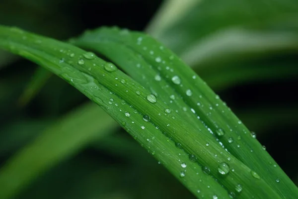 Beautiful green leaf texture with drops of water after the rain, close up — Stock Photo, Image