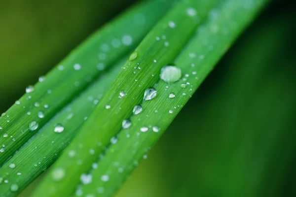 Hermosa textura de hoja verde con gotas de agua después de la lluvia, de cerca —  Fotos de Stock