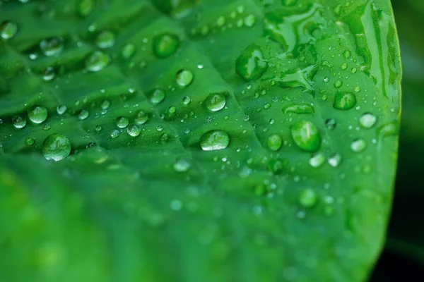 Όμορφη υφή πράσινου φύλλου με σταγόνες νερού μετά τη βροχή, κλείστε — Φωτογραφία Αρχείου