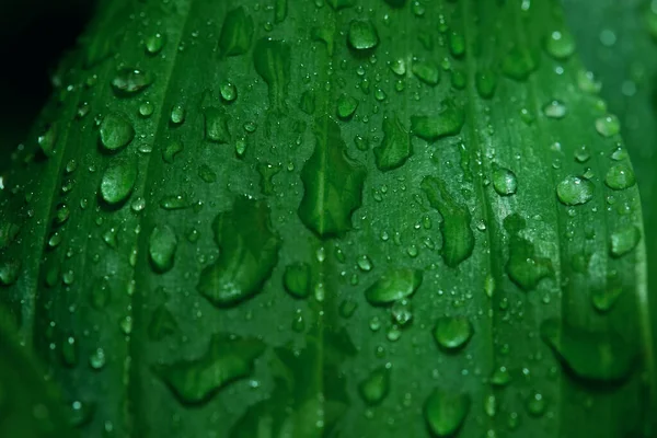 Όμορφη υφή πράσινου φύλλου με σταγόνες νερού μετά τη βροχή, κλείστε — Φωτογραφία Αρχείου