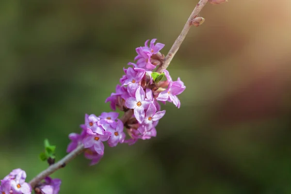 Lila Blommor Buske Xer Ren Trã Dgã Rden Vår Sommar — Stockfoto