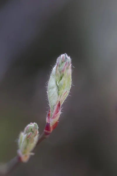 Pierwsze Liście Pąki Wiosną Pąki Lilii Otwierają Się Wczesną Wiosną — Zdjęcie stockowe